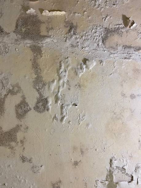Best Mold Damage Repair  in Brookland, AR