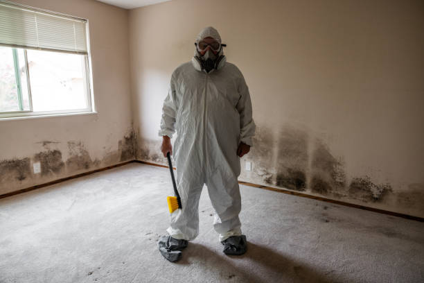 Mold Removal and Inspection in Brookland, AR