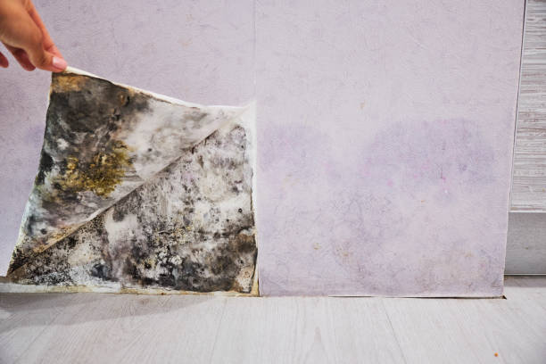 Best Mold Testing  in Brookland, AR